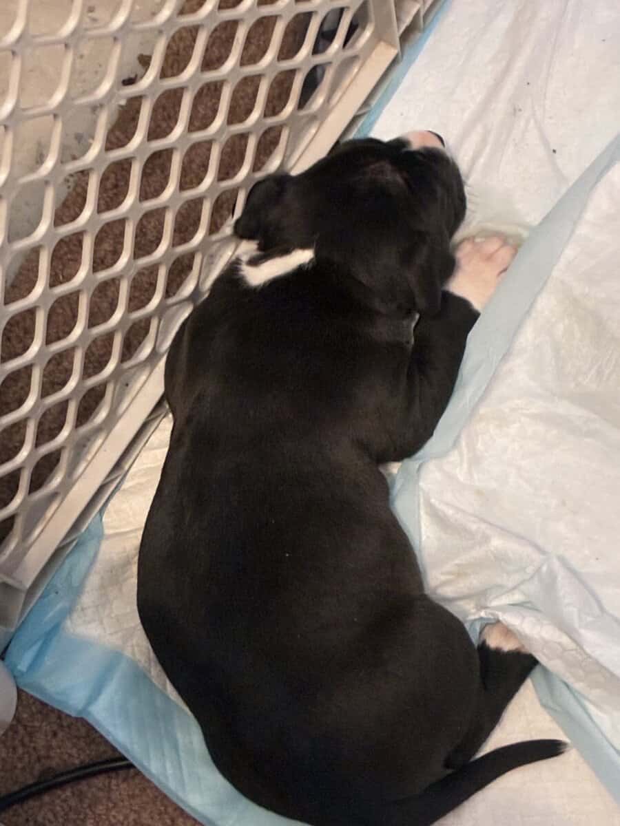 Pitbull puppies image 4