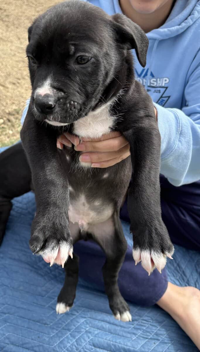 Old english puppies image 3
