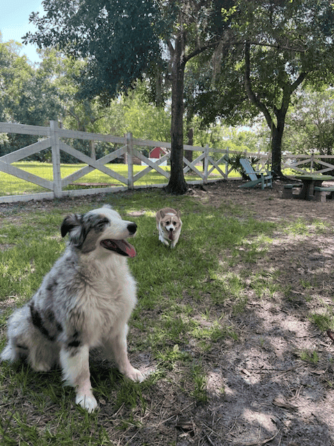 Corgi - Sammi image 3