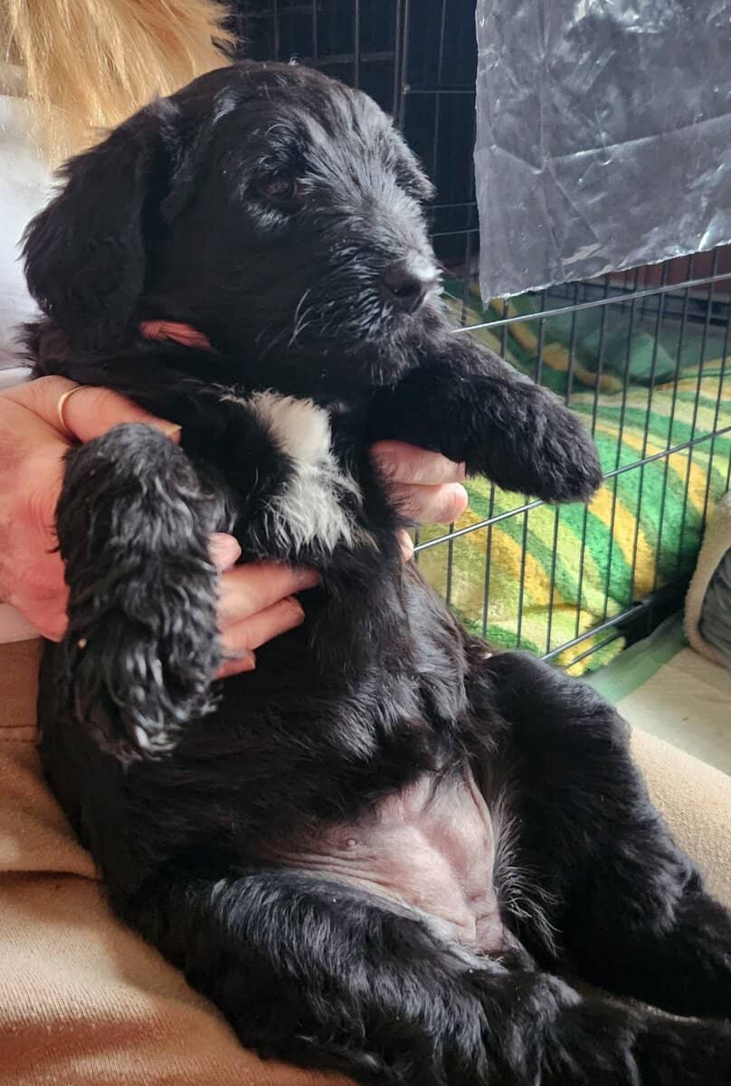 Labradoodle F1b puppies image 13