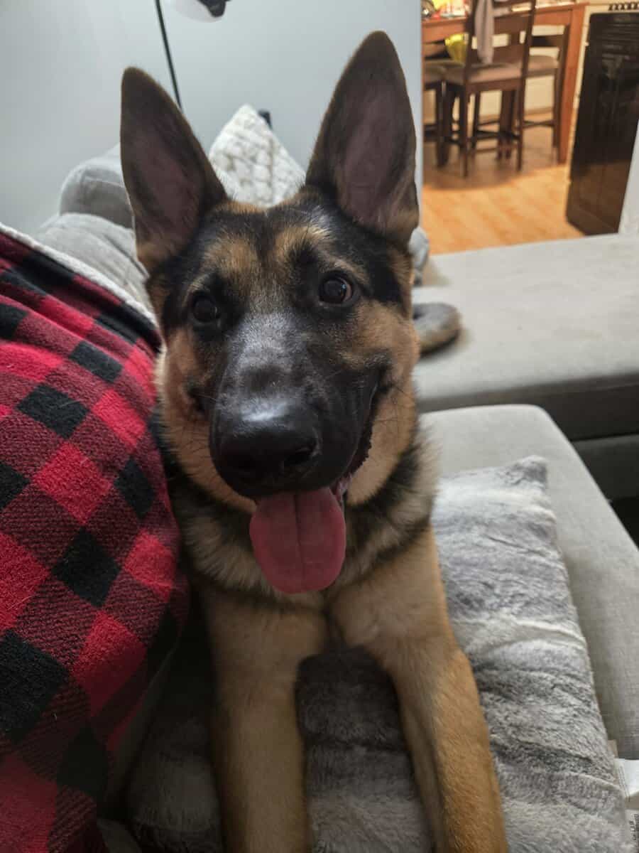 German Shepherd For Adoption image 3