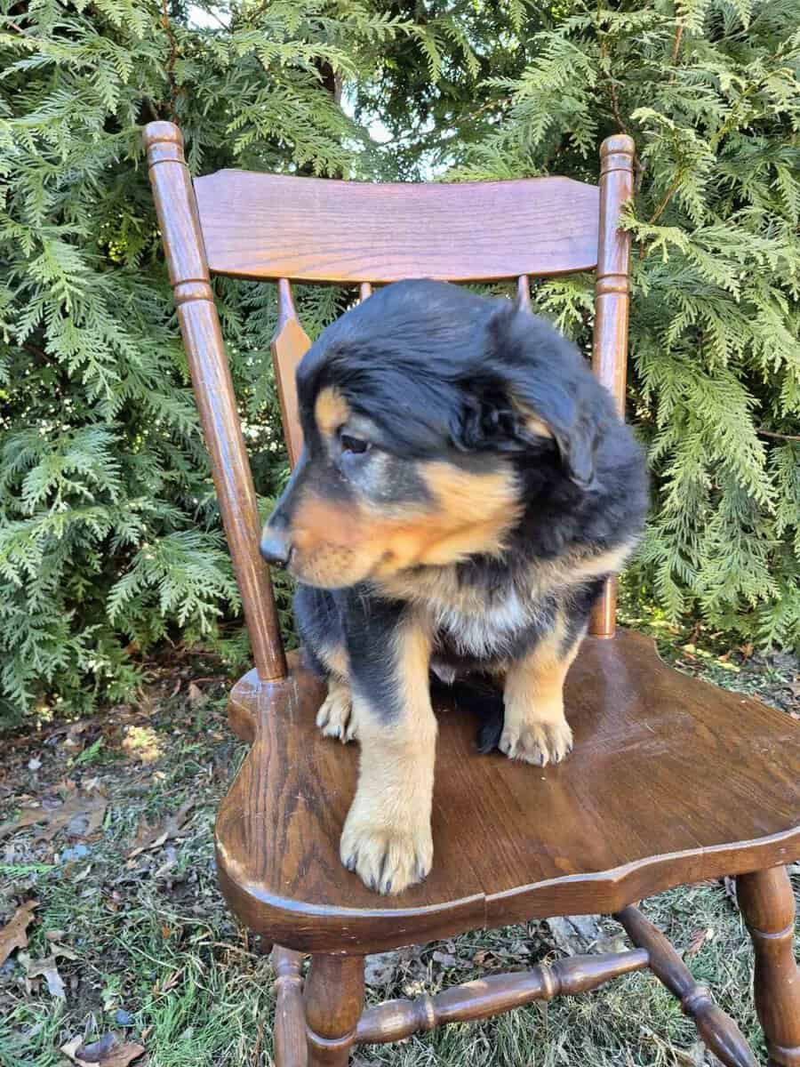 English Shepherd Puppy Toby image 2