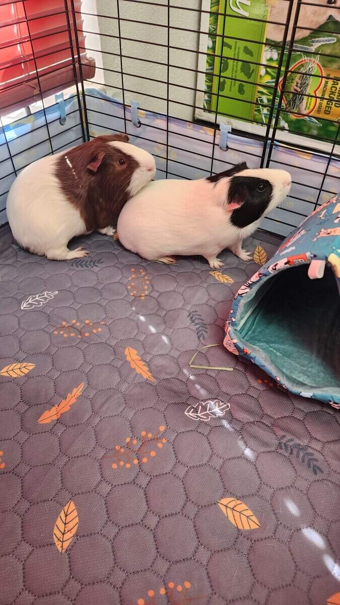 Guinea Pig Boy Besties image 2