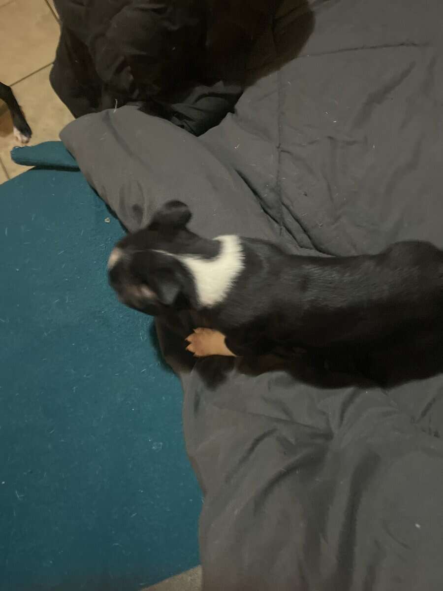 Boston terrier puppies image 7