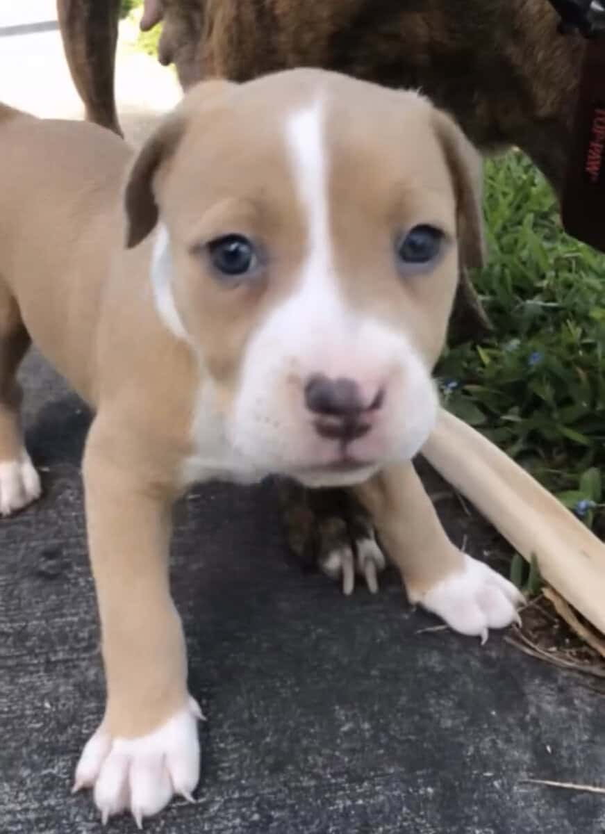 Puppies (PitBull) image 1