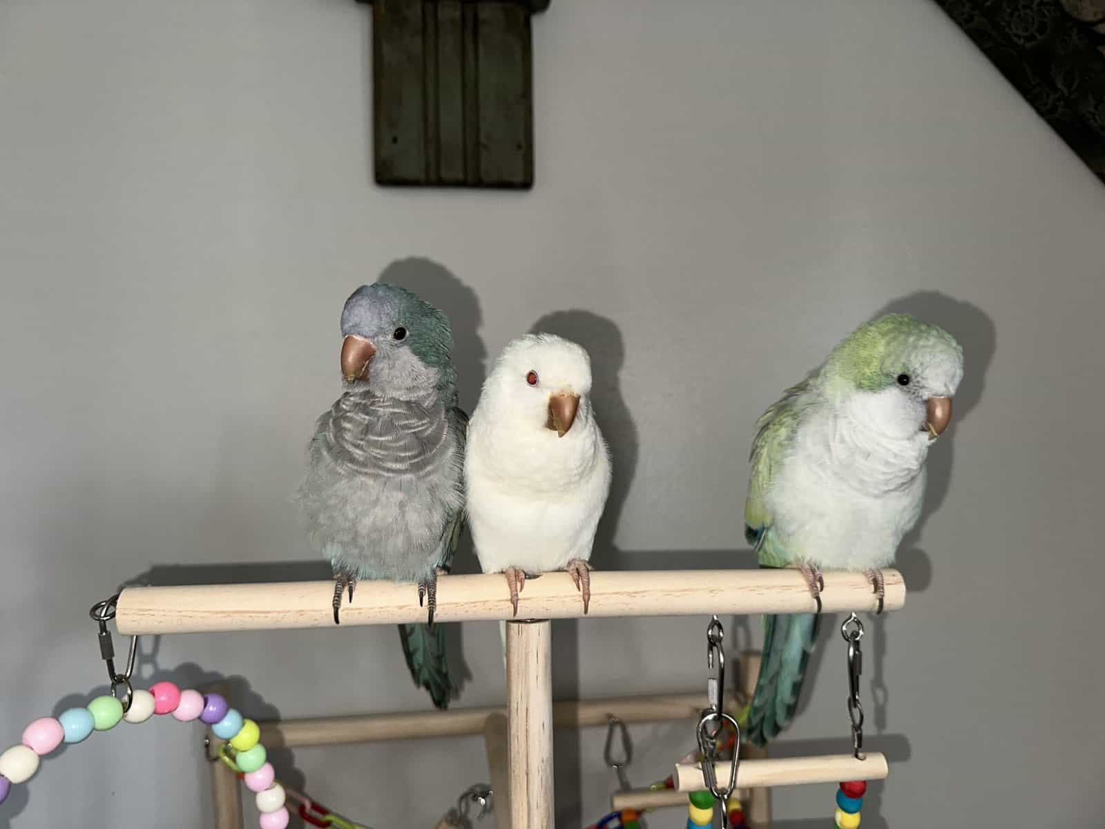 2 Quaker parrots for sale image 5
