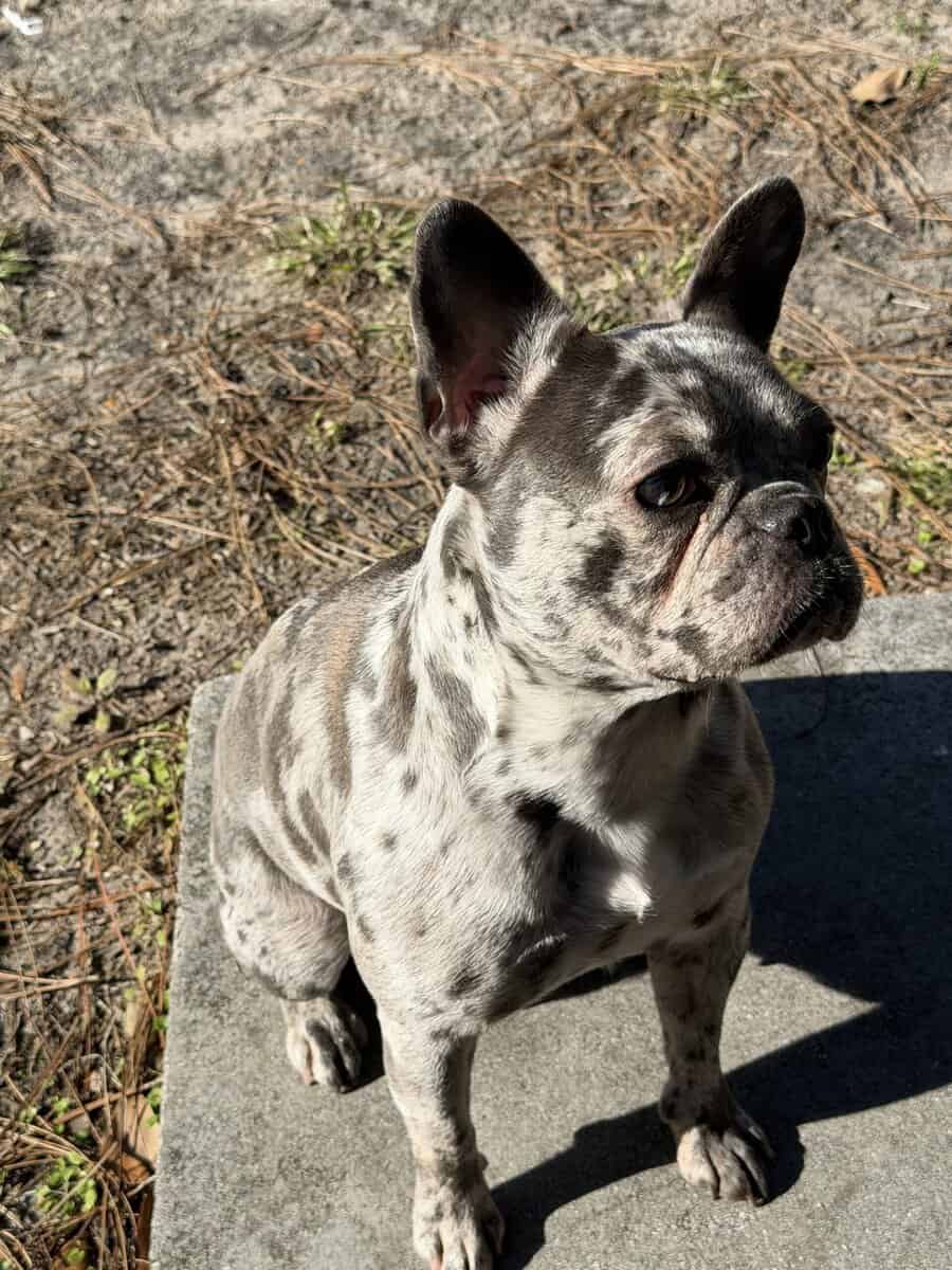 AKC Miniature Frenchie image 2