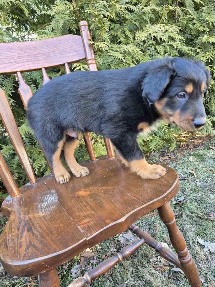 English Shepherd Puppy Finn image 3