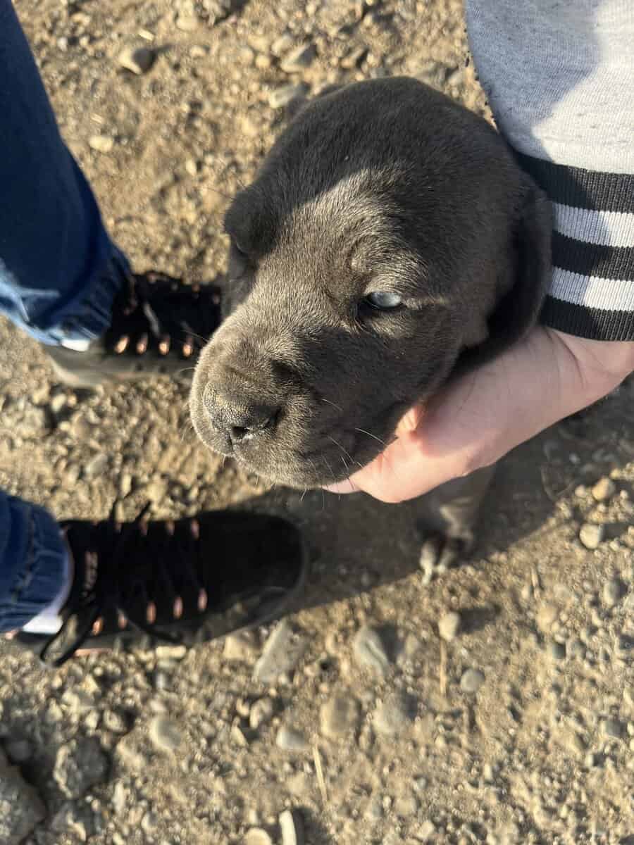 Cane Corso Puppies image 6