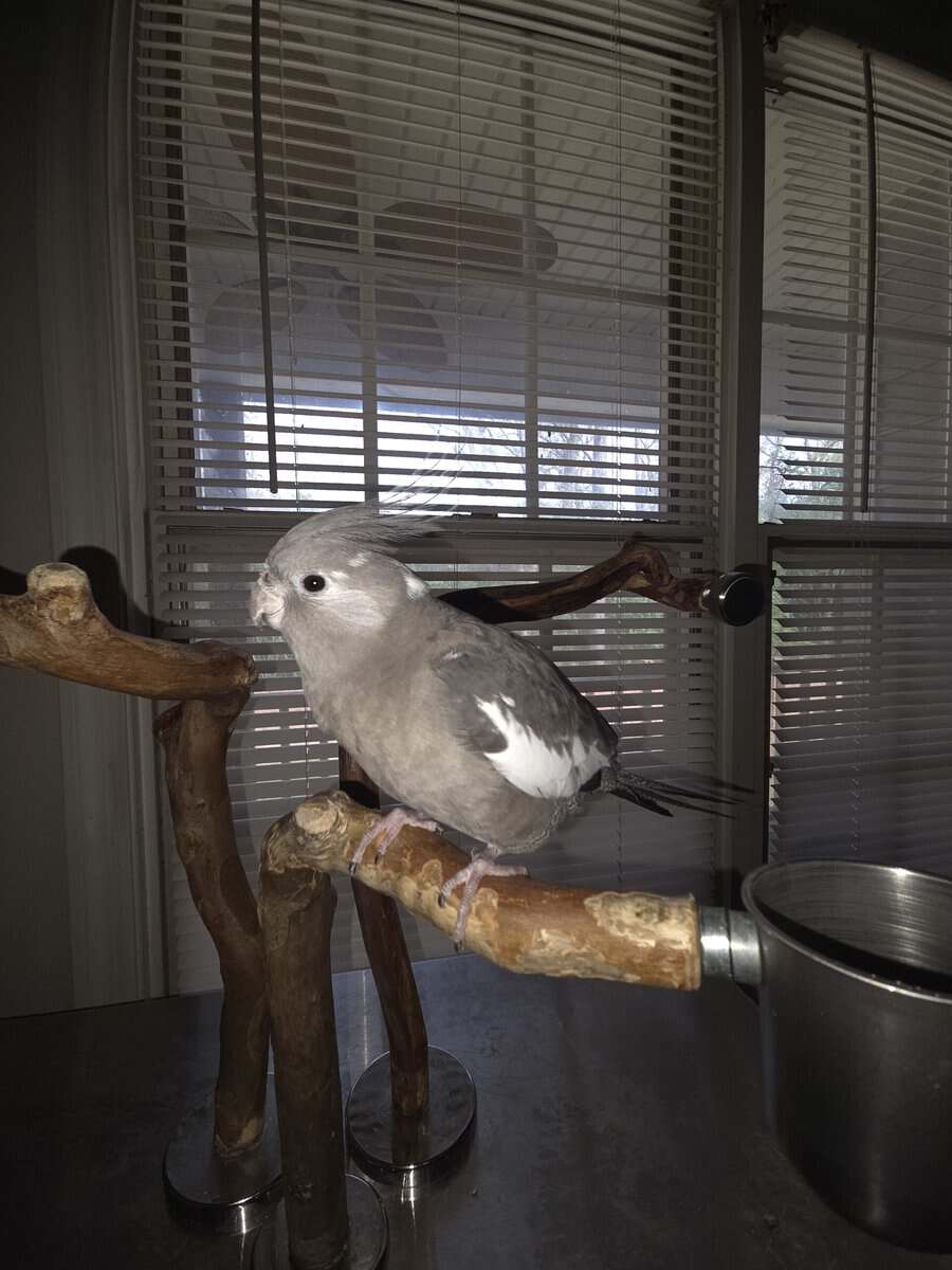 White Face Cocktiel image 3