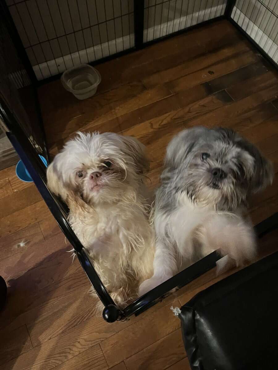 Adorable Pups image 1