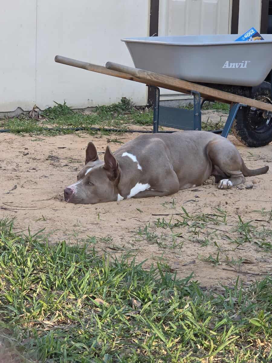 Dog in need of home image 1