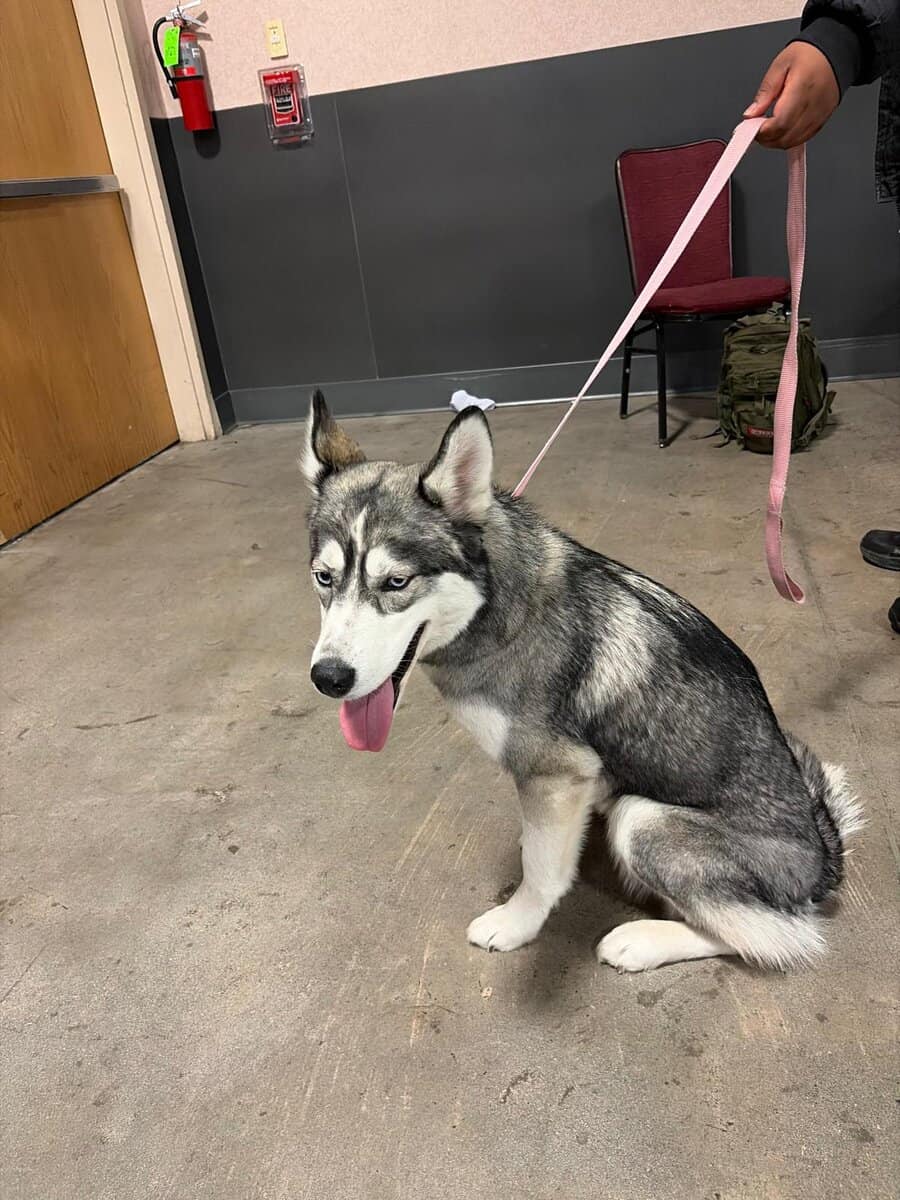Husky siberian well trained image 2