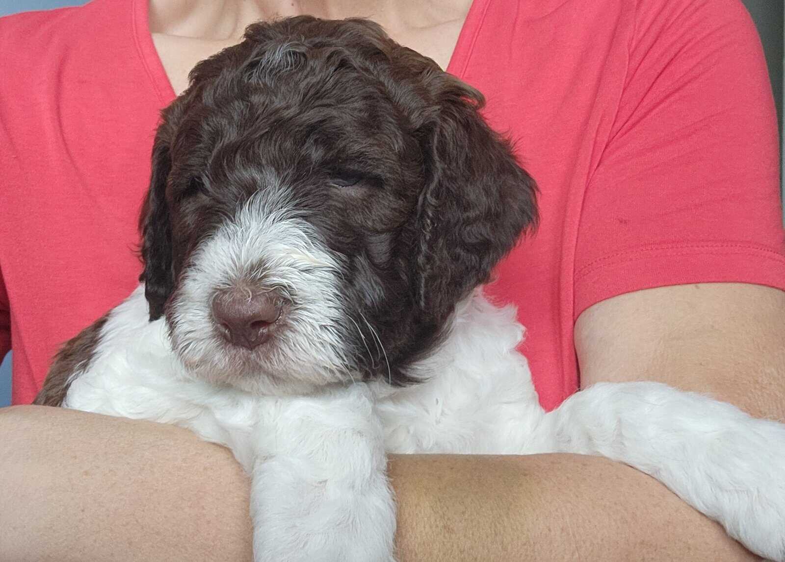 Labradoodle F1b puppies image 1