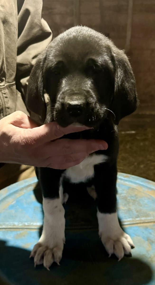 Large breed puppies image 5