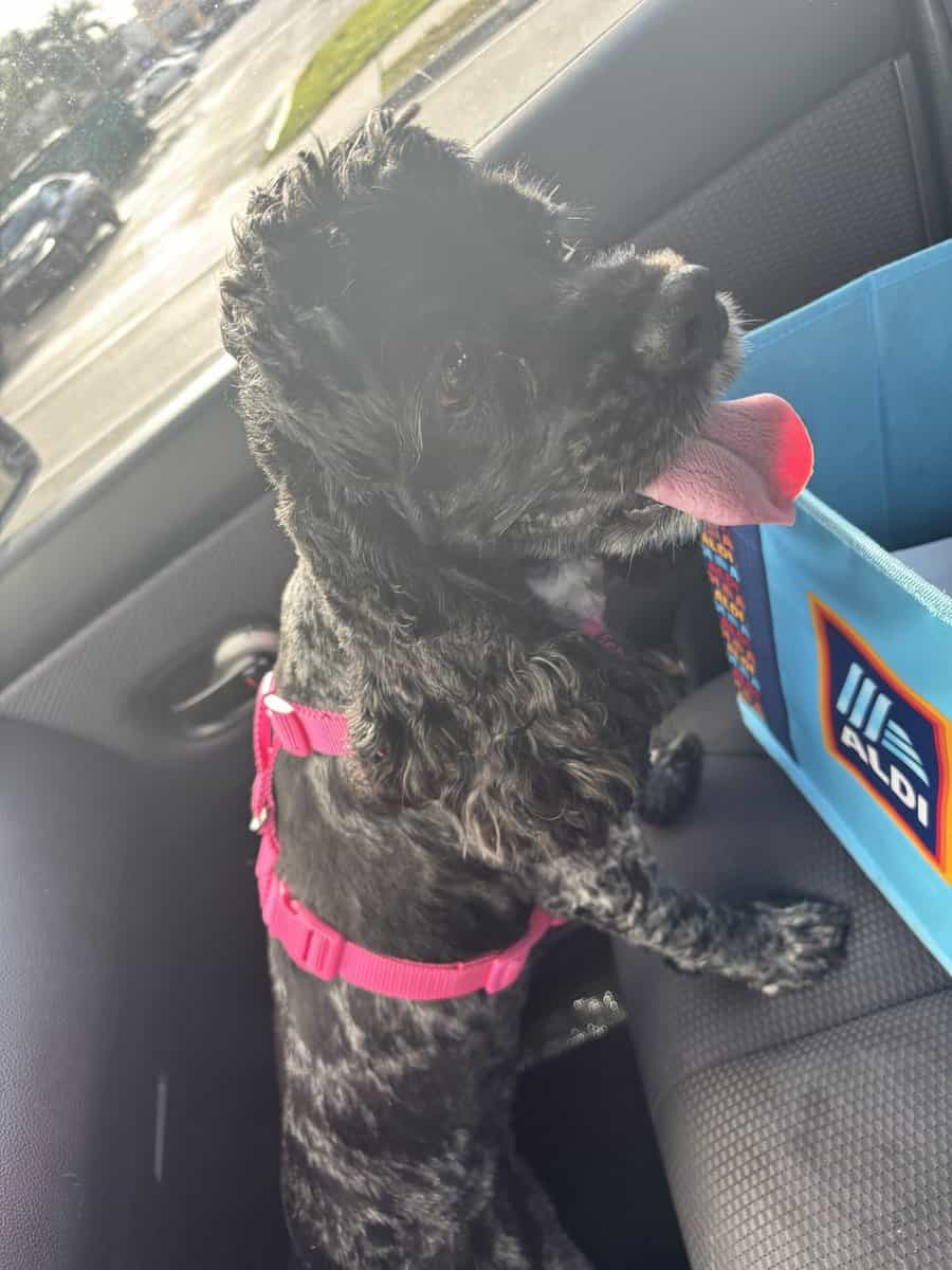BELLA image 1