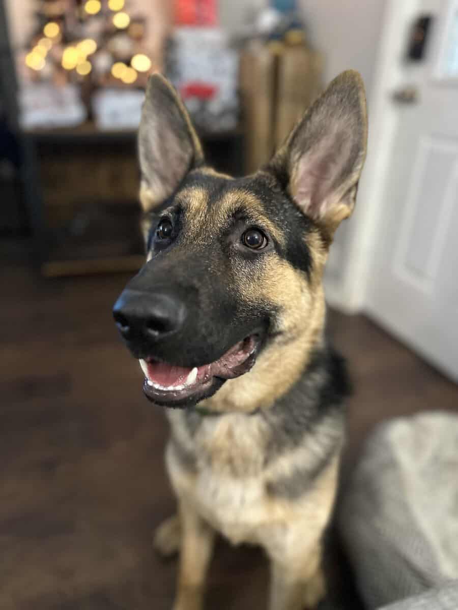 German Shepherd For Adoption image 1