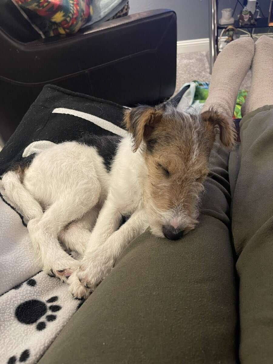 AKC Wire Fox Terrier image 2