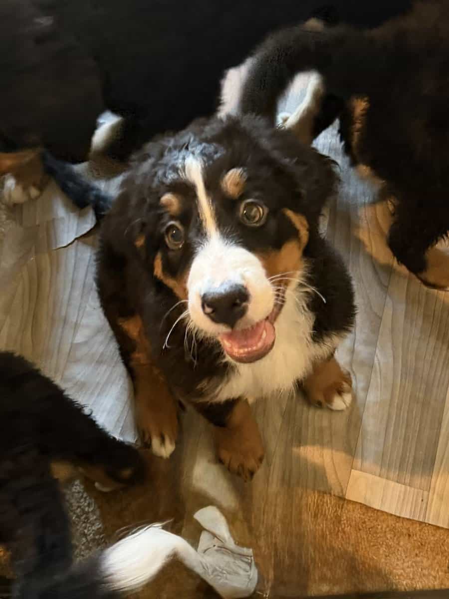 Saint Bernese Mountain Dog puppies image 1