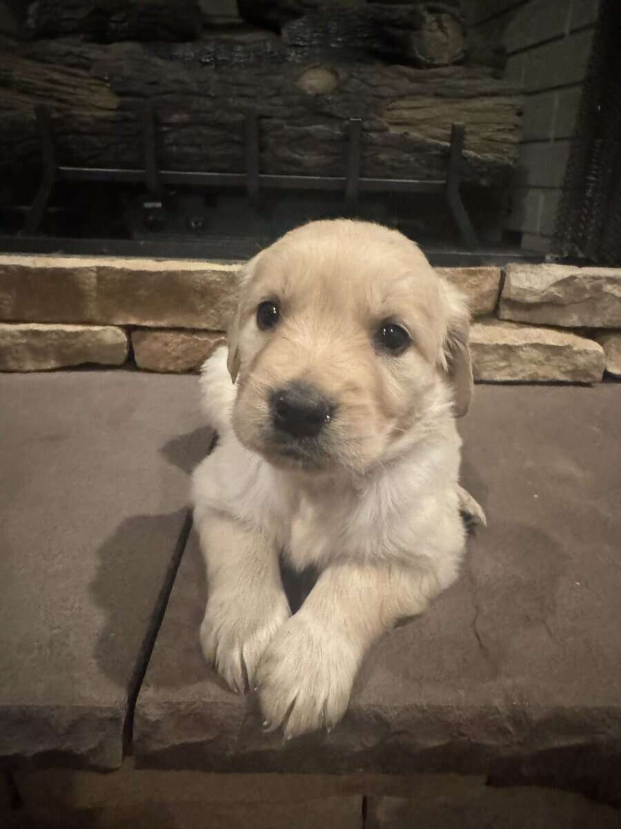 AKC Golden Retriever image 1
