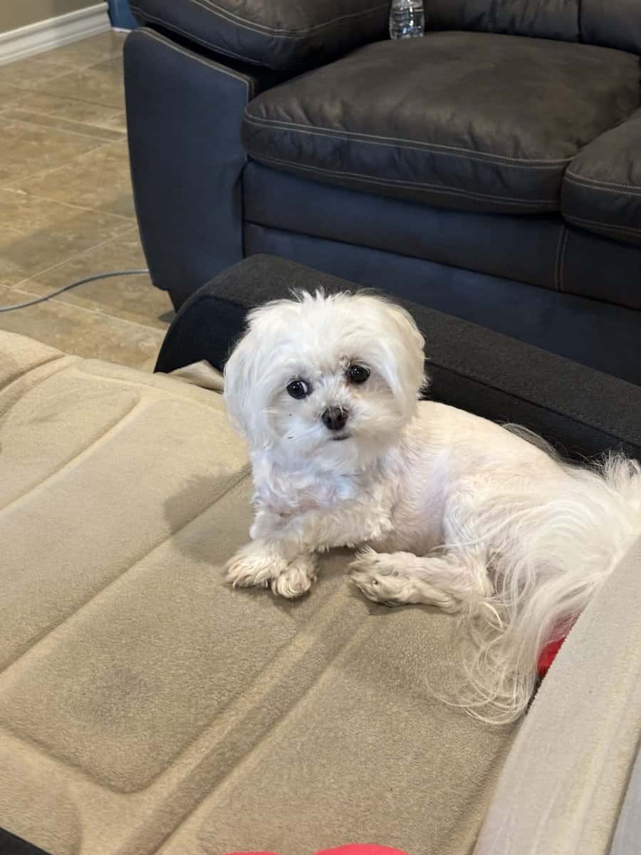 Female Maltese image 4