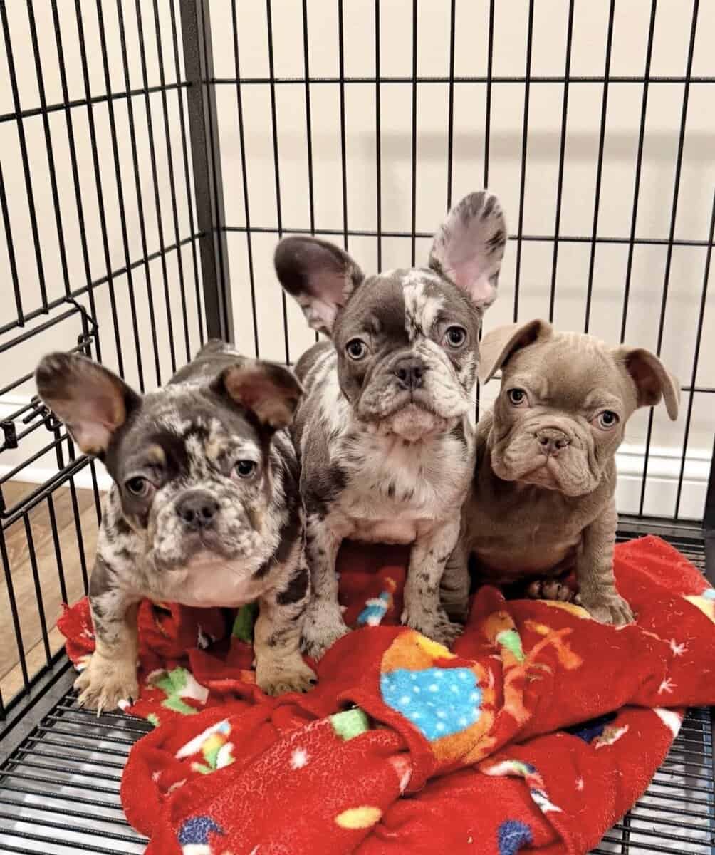 Healthy French Puppies Ready Now image 4