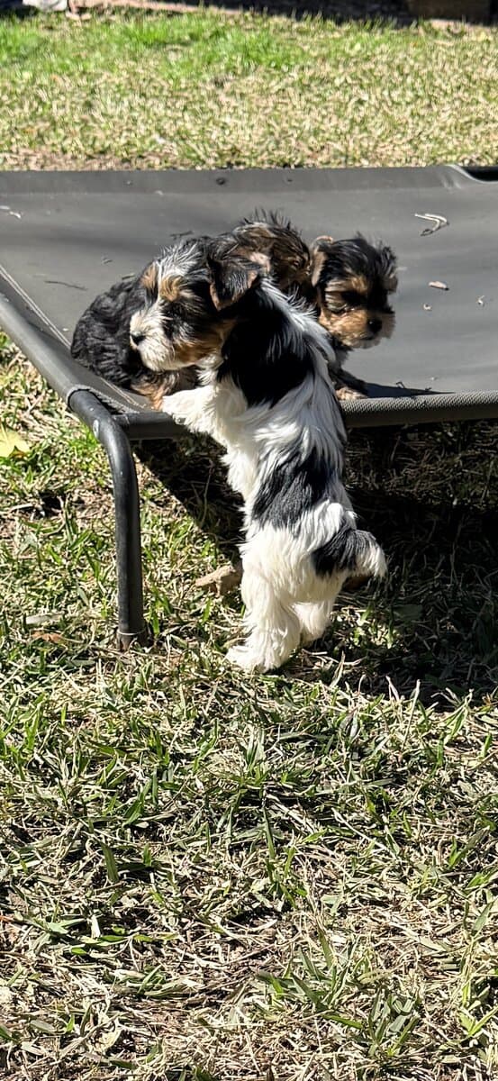 Eddie is quite the handsome fellow image 4