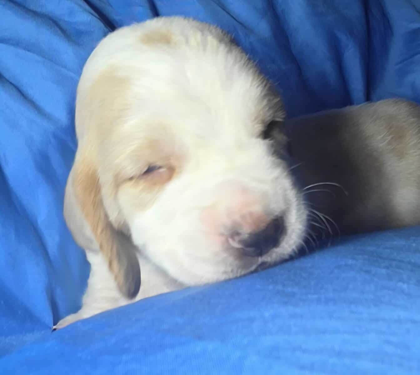 Scott- male baby basset hound image 4