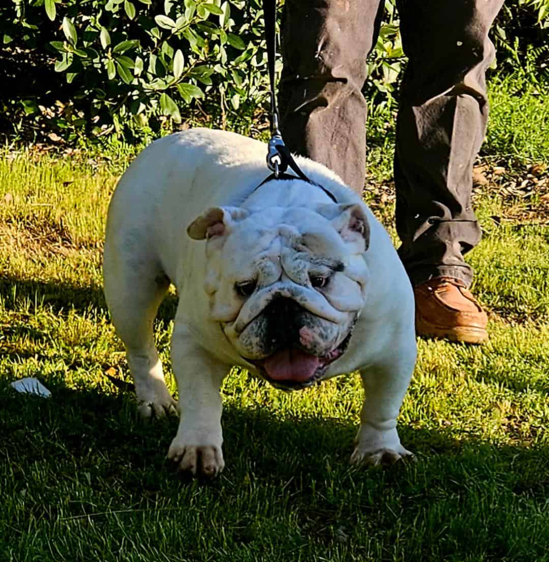English Bulldog Female Adult image 4