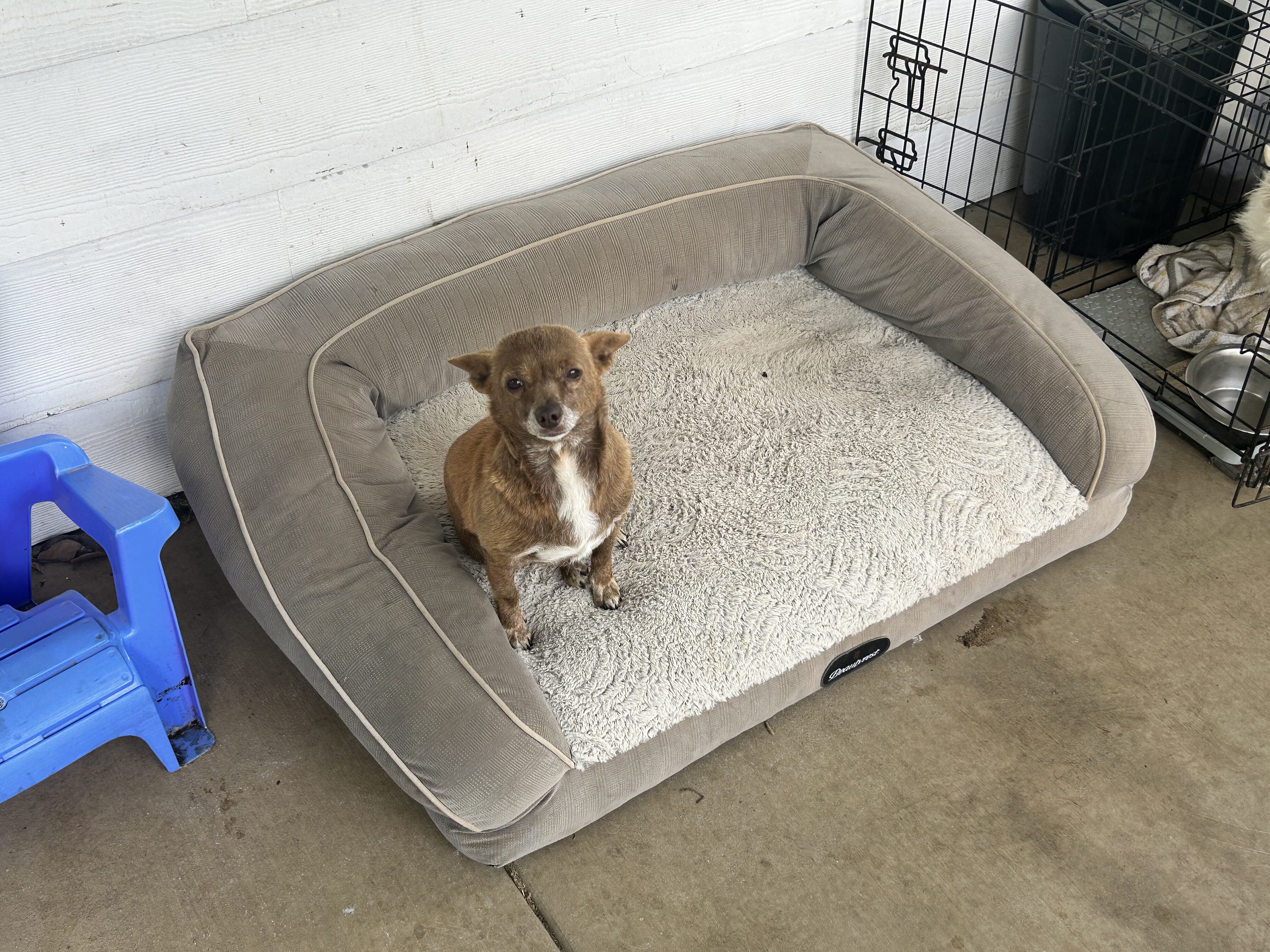 Small Dog Needs Home image 1
