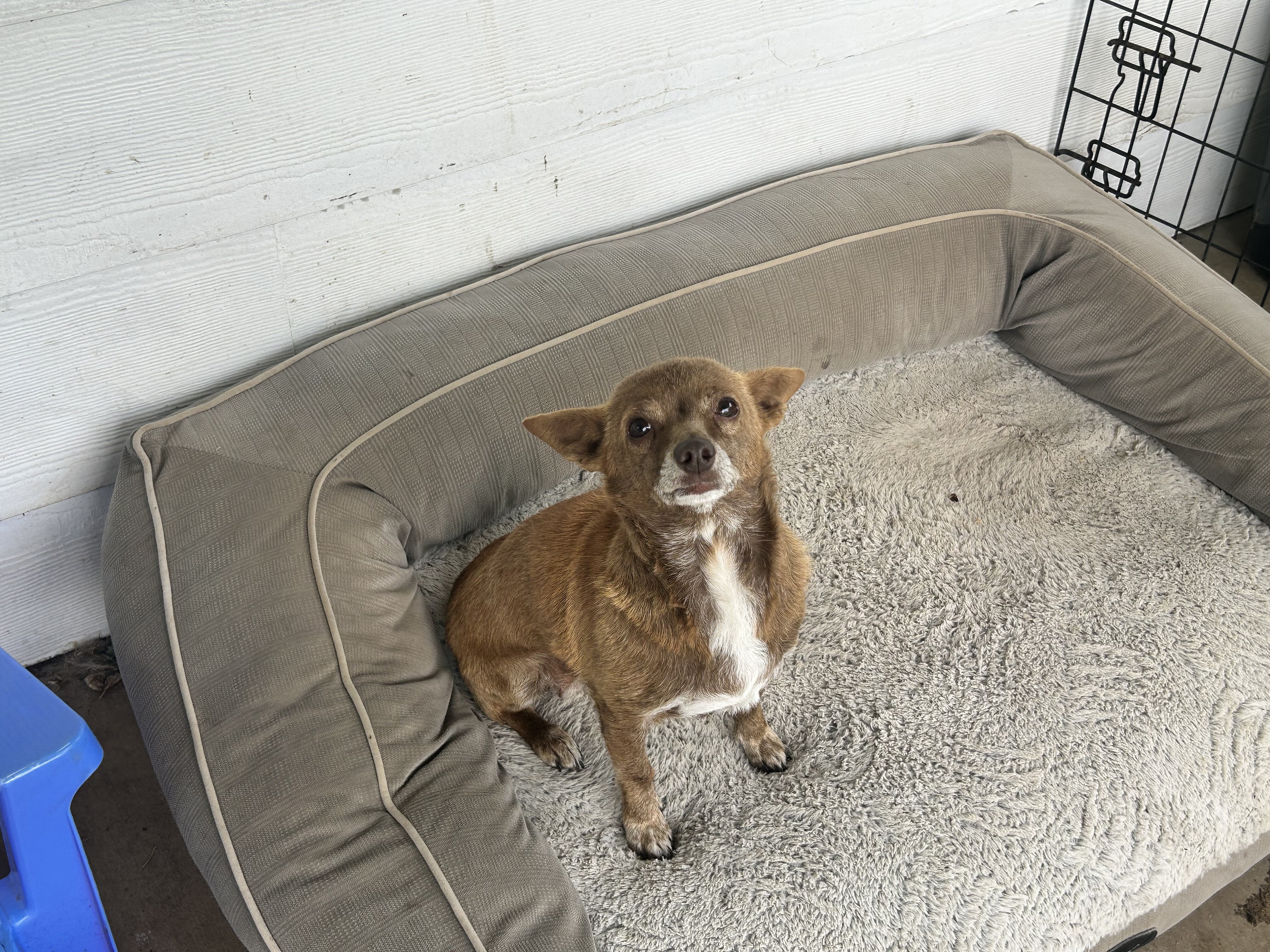 Small Dog Needs Home image 2