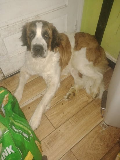 Full blooded St Bernard Puppies image 6