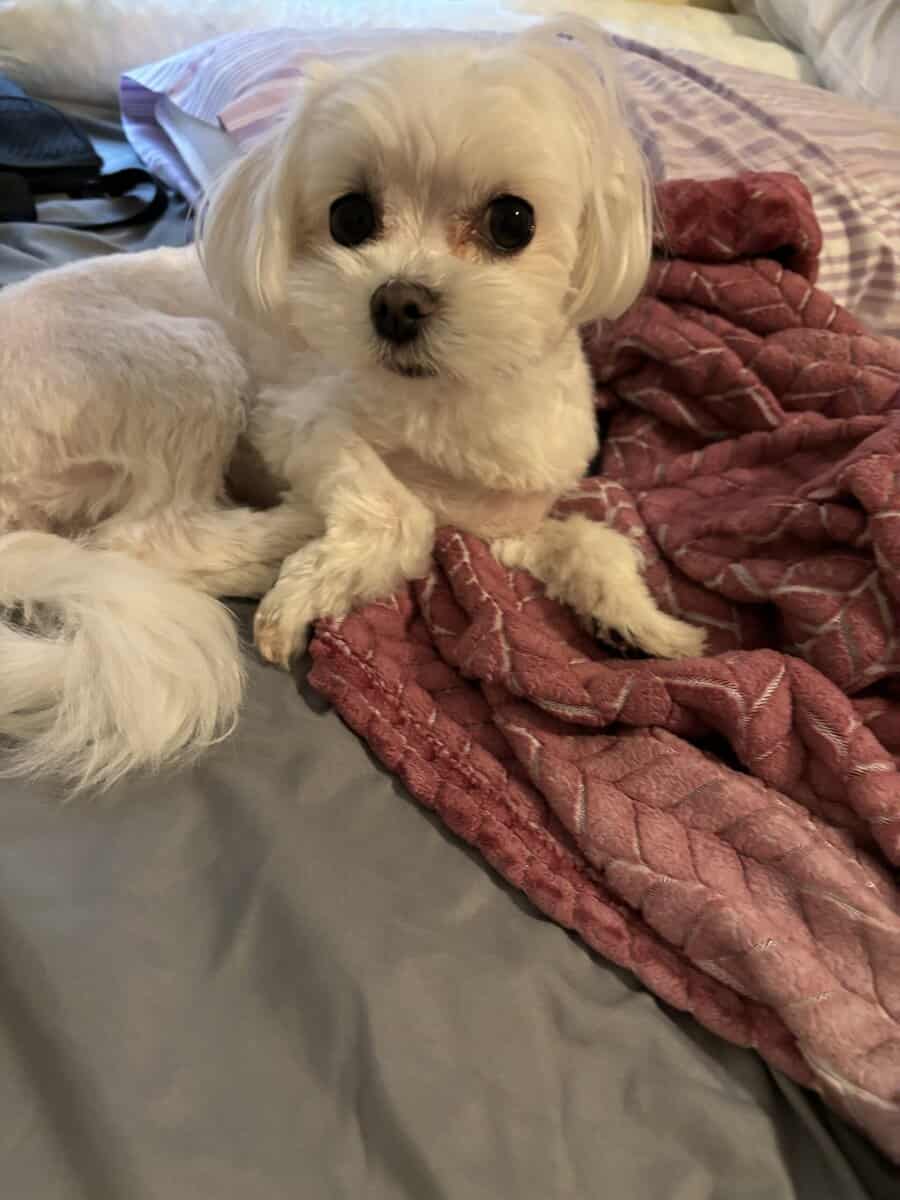 Female Maltese image 3