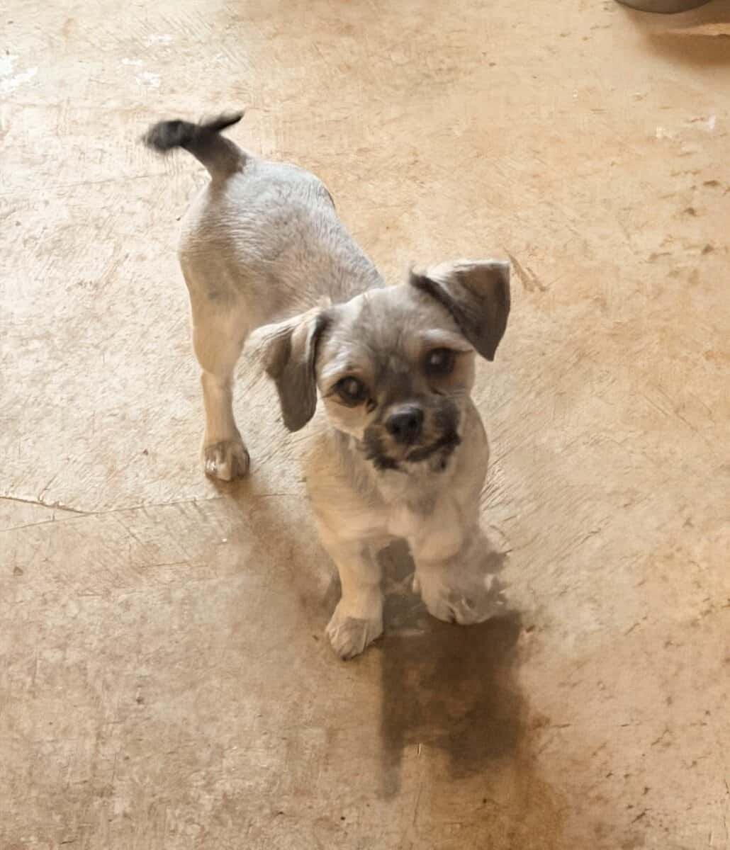 Bella needs a new home ! image 1