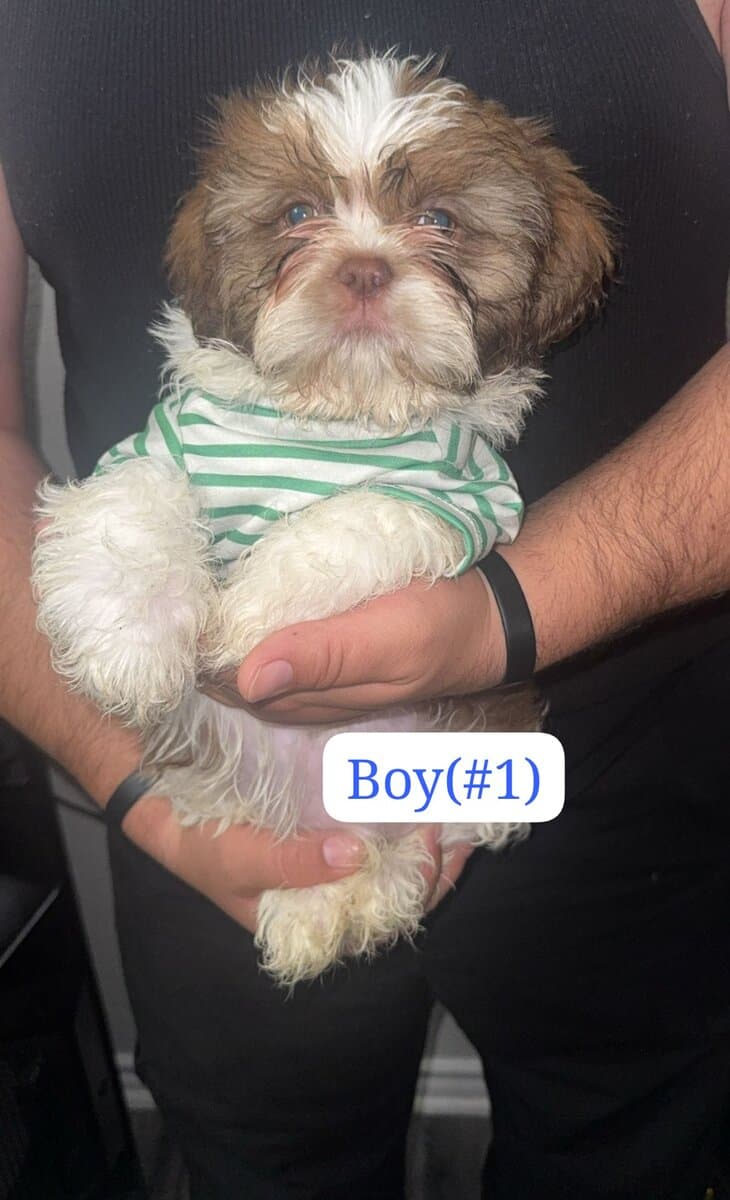 Shih tzu puppies image 2