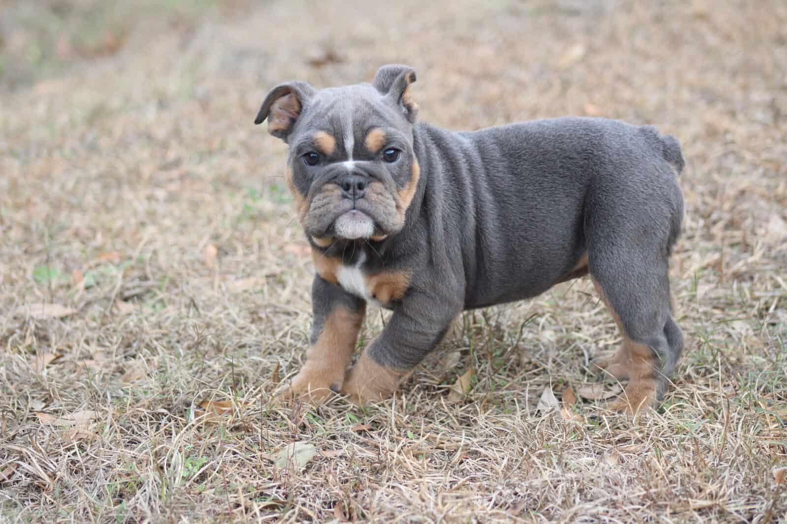 English bulldog puppies image 2