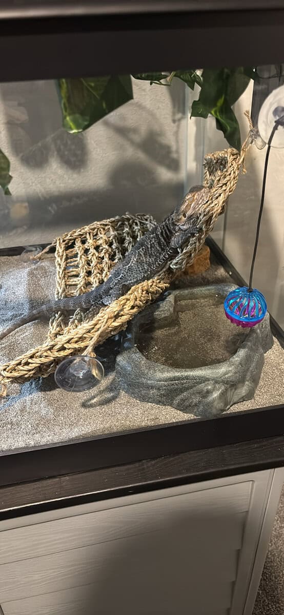 Adolescent bearded dragon with everything! image 3