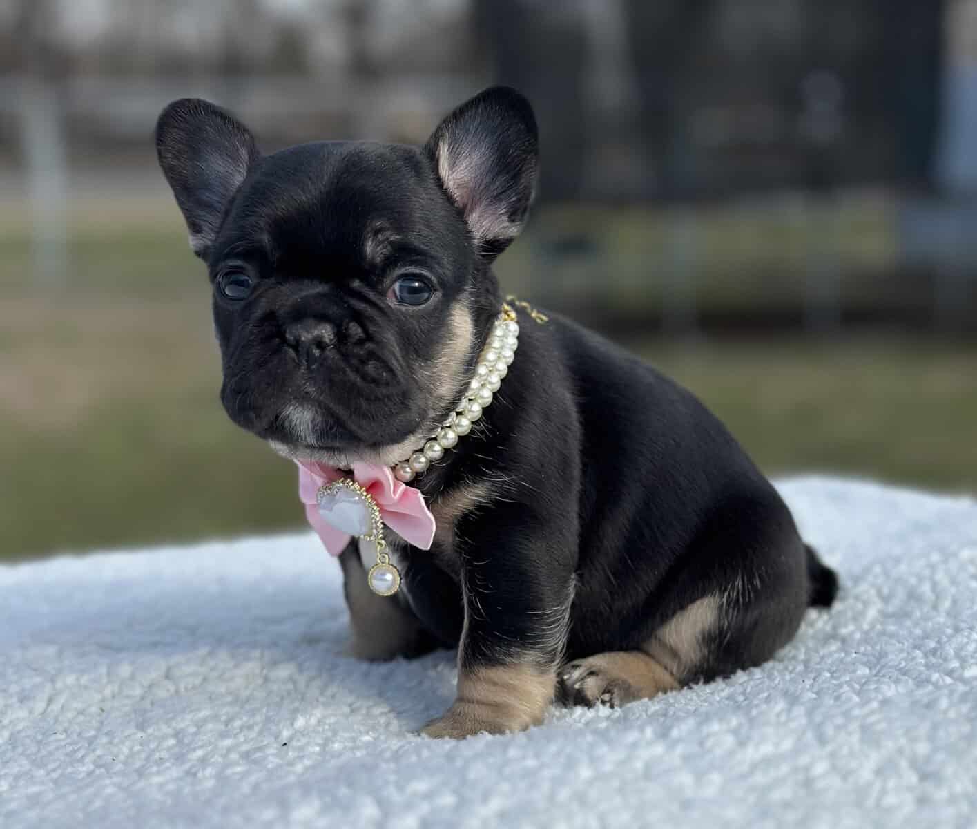 French bulldog AKC image 12
