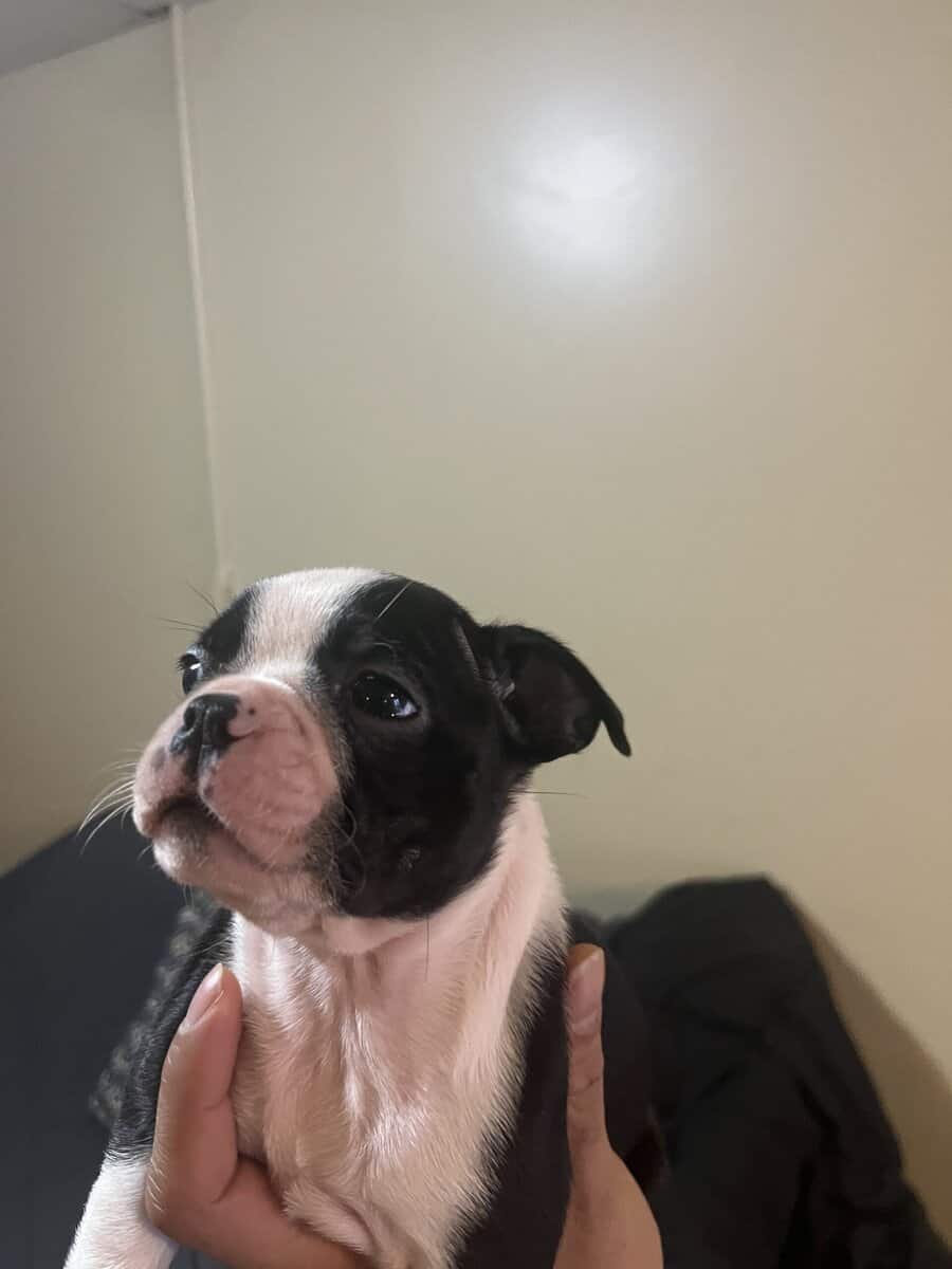 8 week old Boston terriers image 3