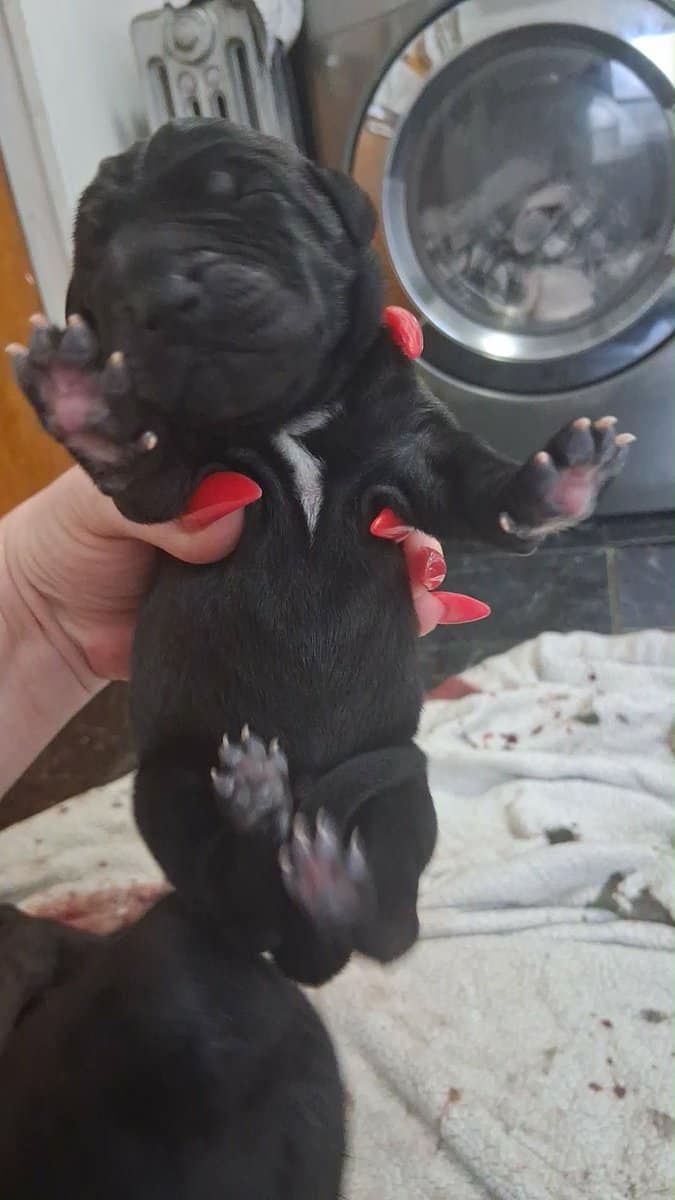 Beautiful great dane puppies image 2