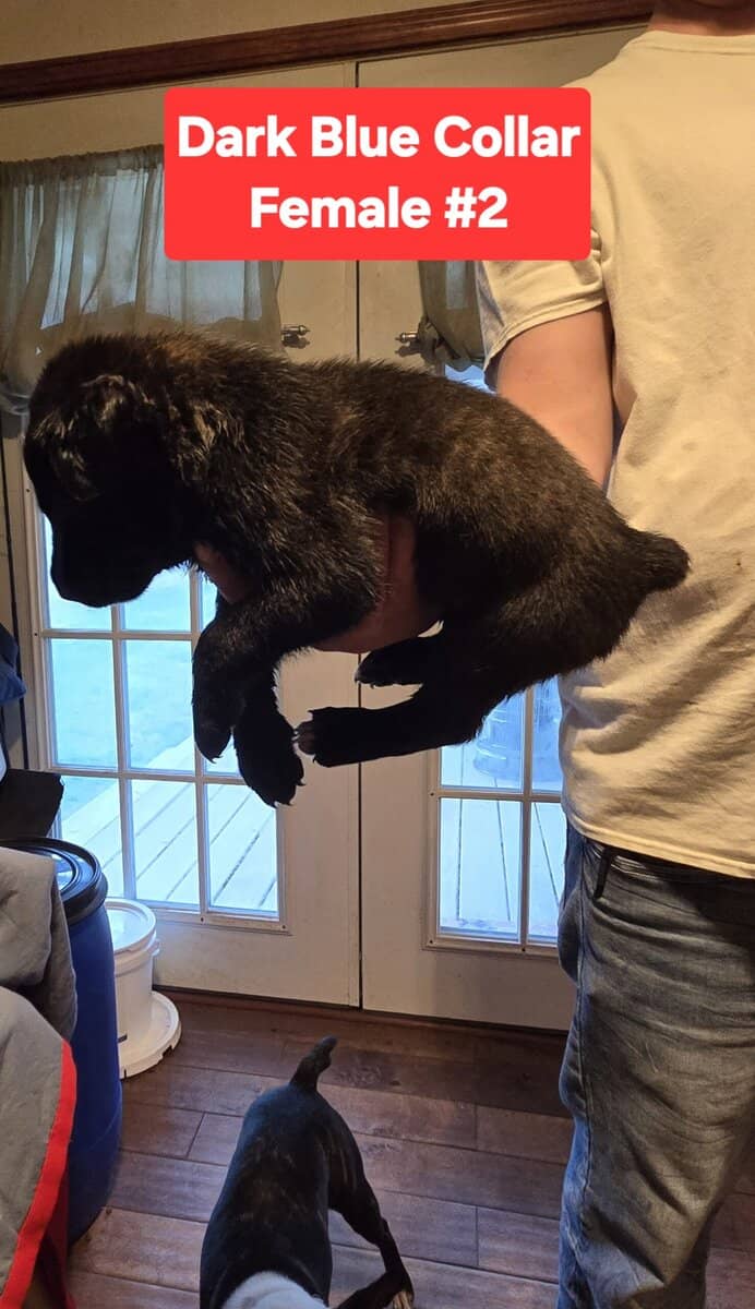 Cane Corso Belgian Malinois Puppies image 4