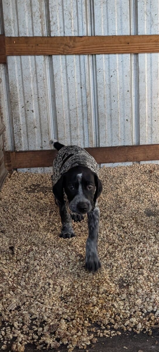 German Shorthair Pointer -female puppy! image 1