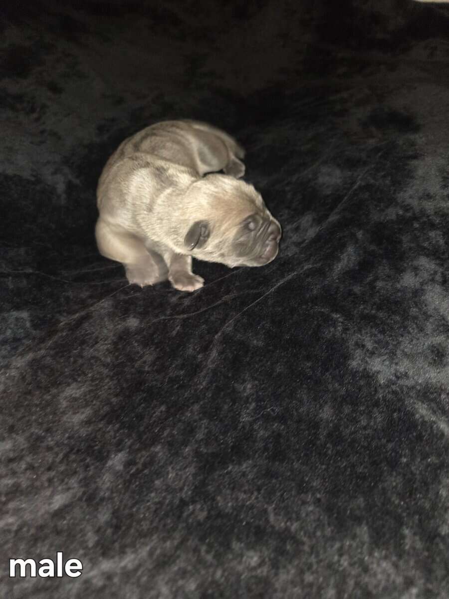 Cane Corso image 1