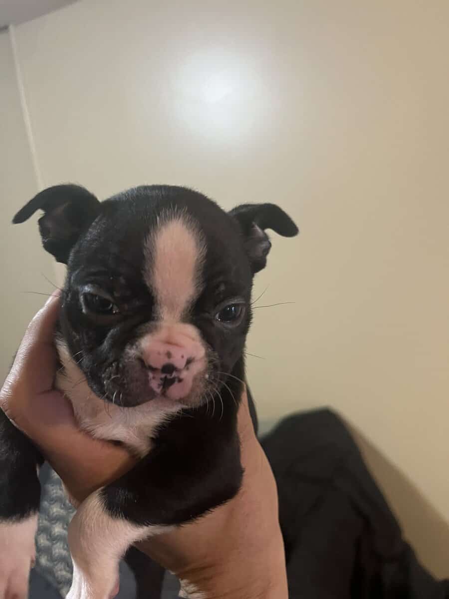 Boston terrier puppies image 5