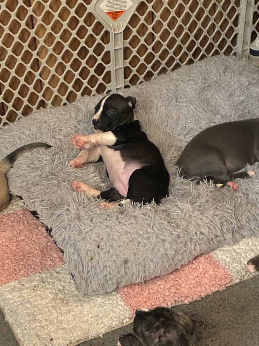 Pitbull puppies image 6