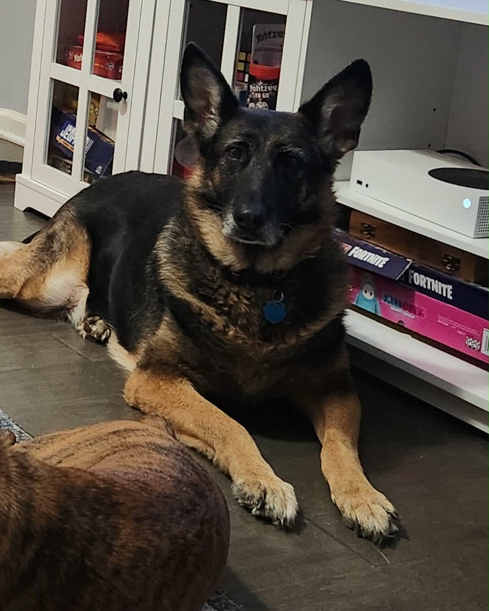 female german shepherd image 1