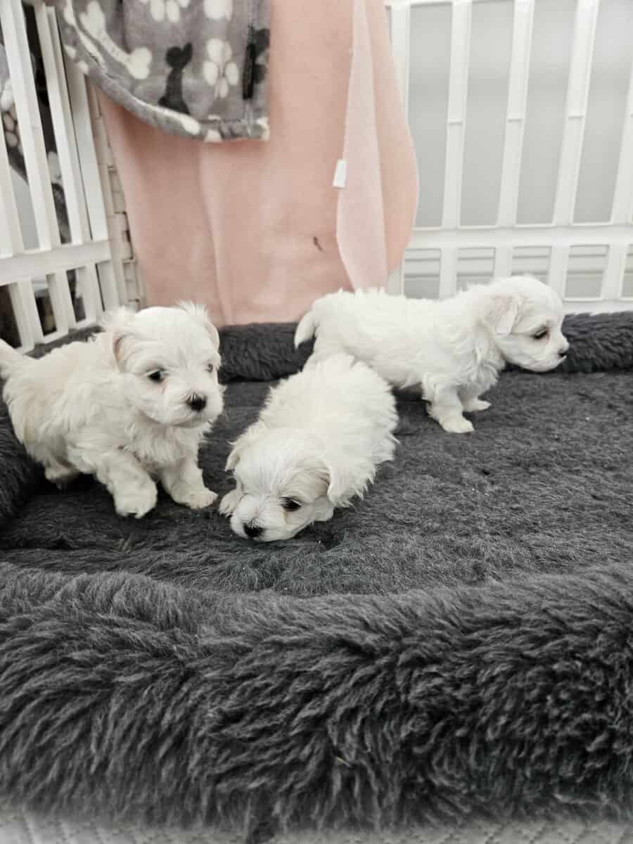 Maltese Puppies for Sale image 3