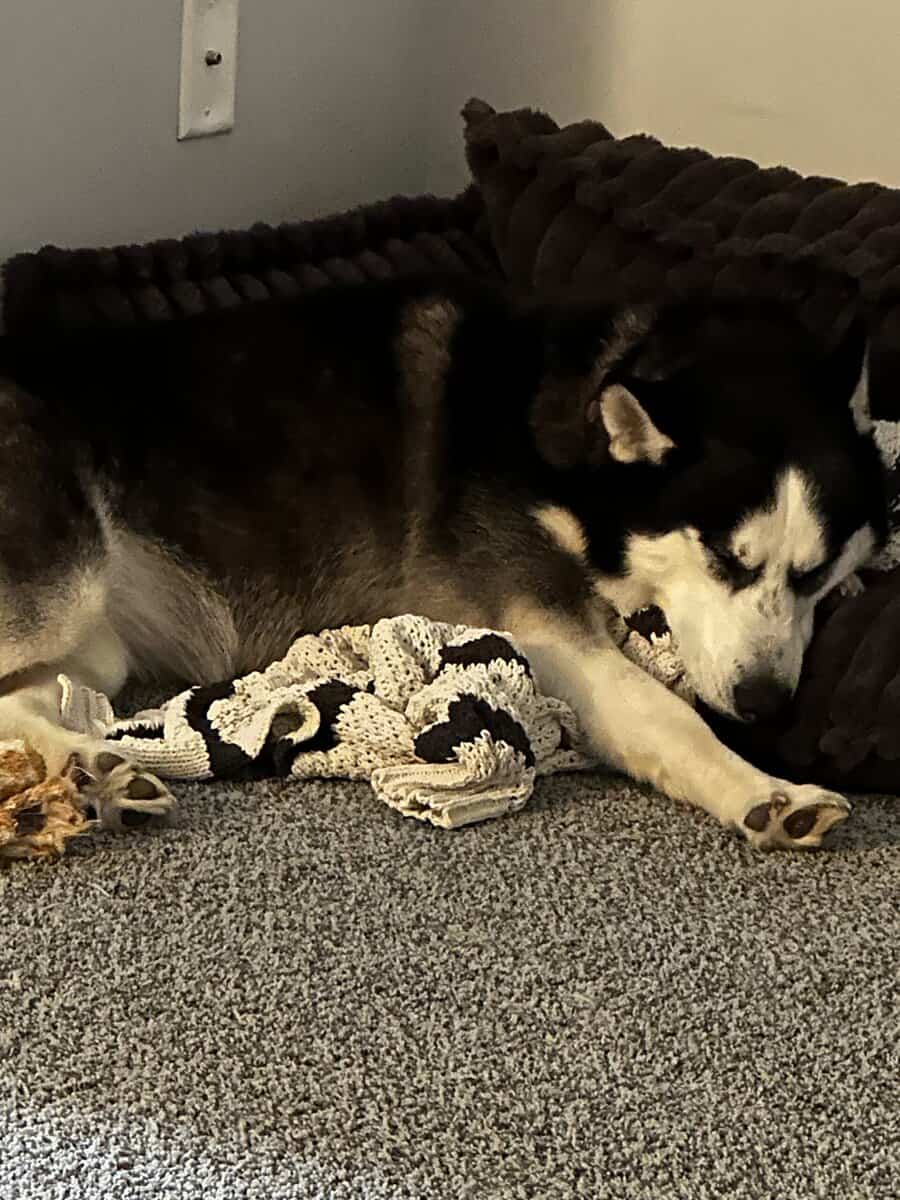 Great dogs needing home due to family change image 2