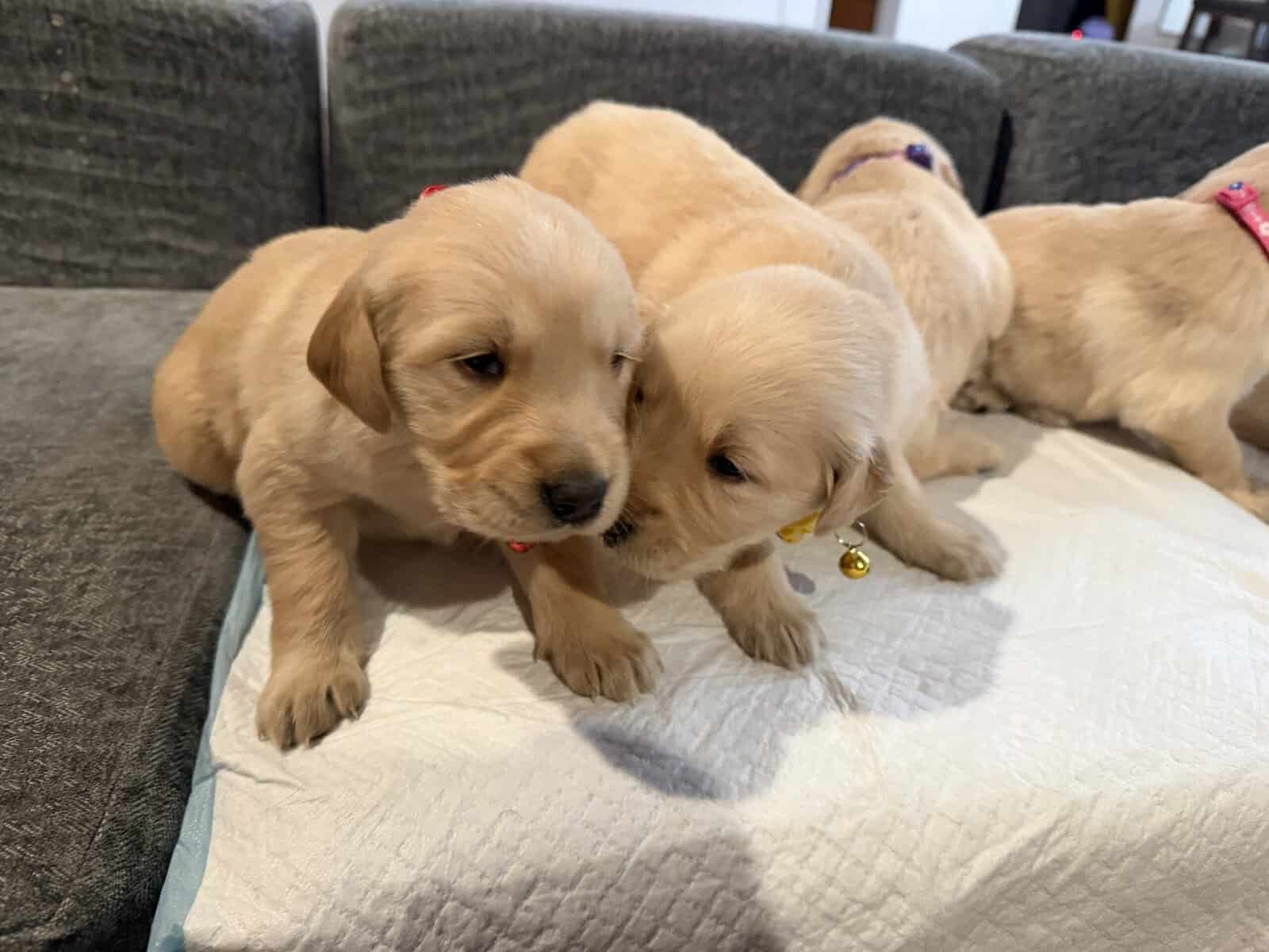 Golden Retrievers puppies image 7