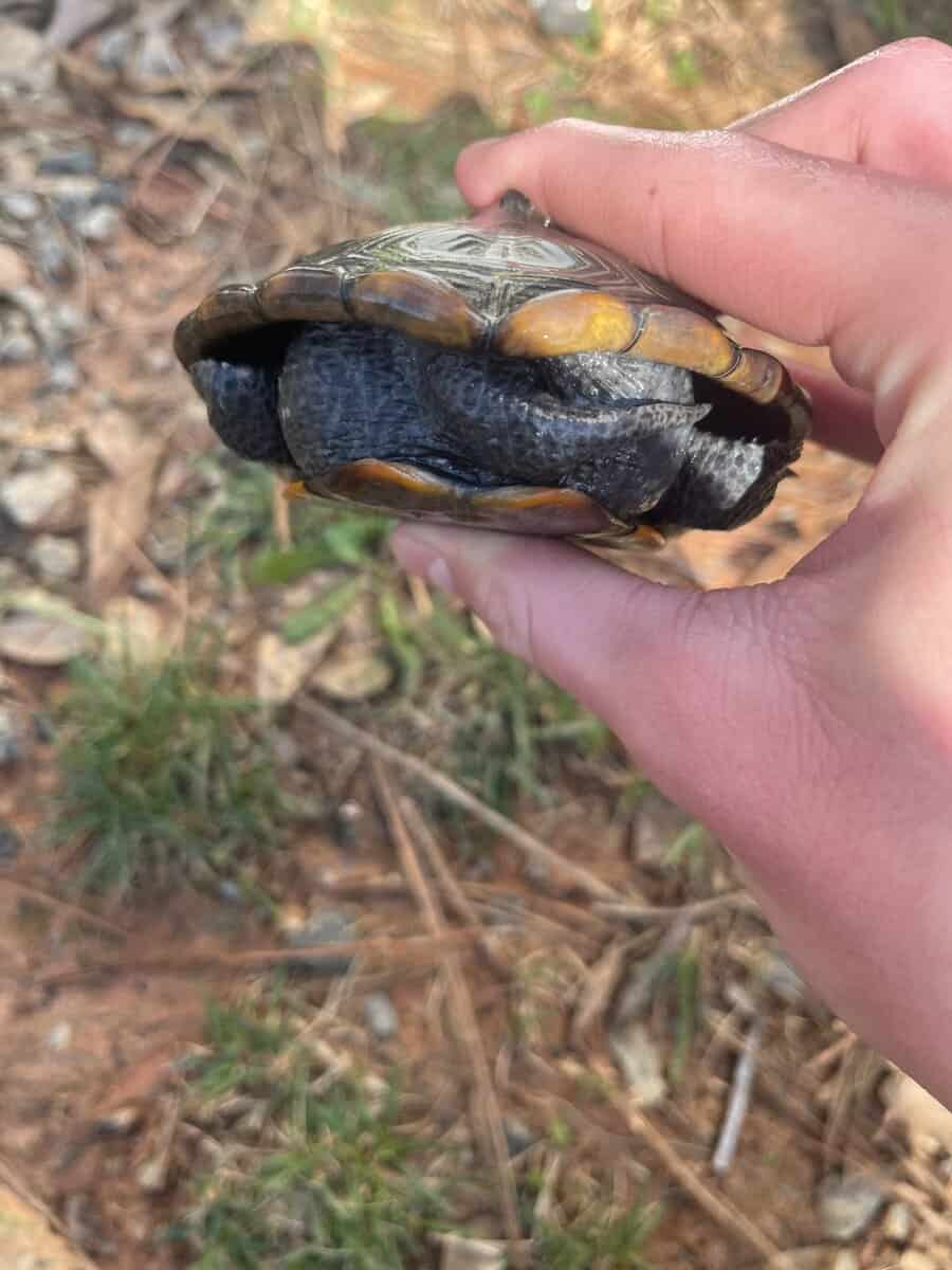 Healthy adult female ornate diamond back terrapin image 5